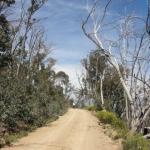 yrtleford - Avventura con il 4x4 sul mt. buffalo national park.